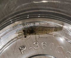 Macrobrachium superbum