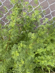 Oncosiphon pilulifer
