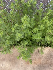 Oncosiphon pilulifer