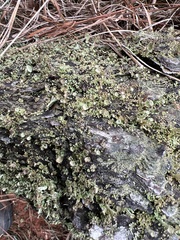 Cladonia grayi