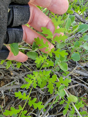 Eucrypta chrysanthemifolia