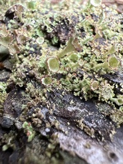 Cladonia grayi