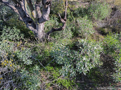 Eucrypta chrysanthemifolia