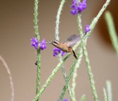 Phaethornis striigularis