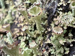 Cladonia grayi