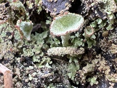Cladonia grayi
