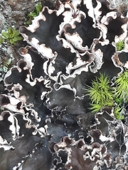 Peltigera hymenina