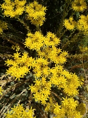 Petrosedum rupestre