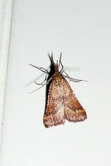Synaphe punctalis
