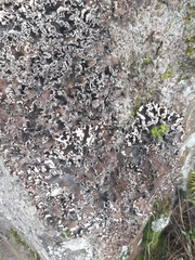 Peltigera hymenina