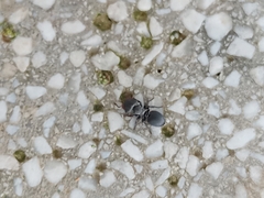 Cephalotes pusillus