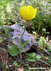Ranunculus asiaticus