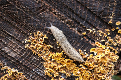 Philomycus carolinianus