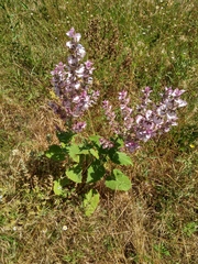 Salvia sclarea