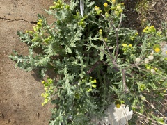 Senecio vulgaris