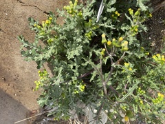 Senecio vulgaris