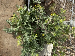 Senecio vulgaris
