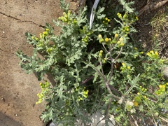 Senecio vulgaris