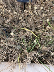 Gaillardia aestivalis