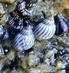 Echinolittorina ziczac