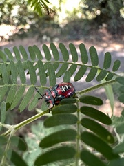 Tylospilus chilensis
