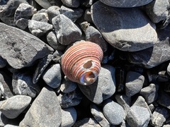 Calliostoma