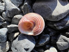 Calliostoma