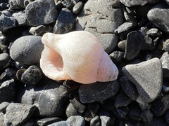 Mollusca