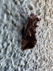 Autoplusia gammoides