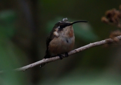 Doricha enicura