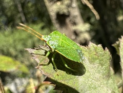 Sinopla perpunctatus