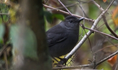 Dumetella carolinensis