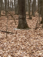 Aleurodiscus oakesii