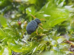 Sminthurinus atrapallidus