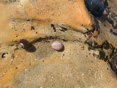 Pseudopusula californiana