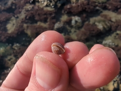 Pseudopusula californiana