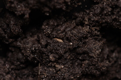 Haplophthalmus danicus