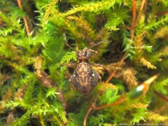 Ptenothrix renateae