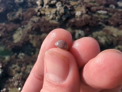 Pseudopusula californiana