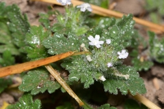 Glandularia quadrangulata