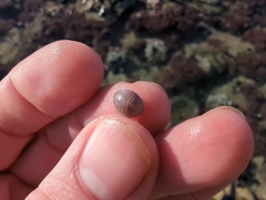 Pseudopusula californiana