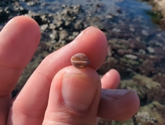 Pseudopusula californiana