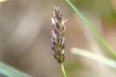Sesleria