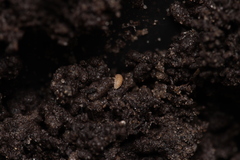 Haplophthalmus danicus