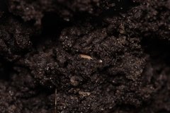 Haplophthalmus danicus