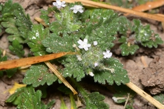 Glandularia quadrangulata