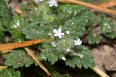 Glandularia quadrangulata