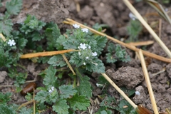 Glandularia quadrangulata