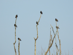 Sturnus vulgaris