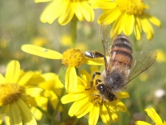 Apis mellifera